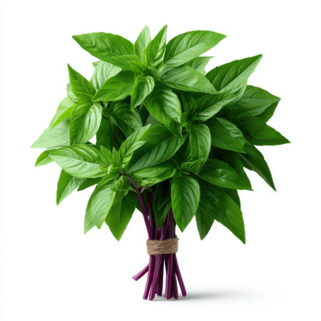 Fresh Green Basil Bunch with Vibrant Purple Stems on a White Background for Culinary, Herbal, and Natural Lifestyle Usesの素材