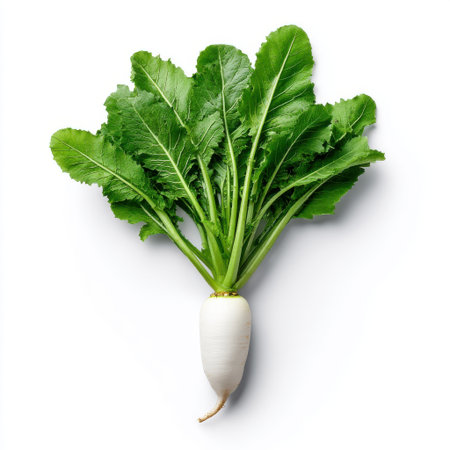 Fresh White Radish with Green Leaves Isolated on White Background Perfect for Healthy Eating and Cooking Concepts in Stock Photographyの素材