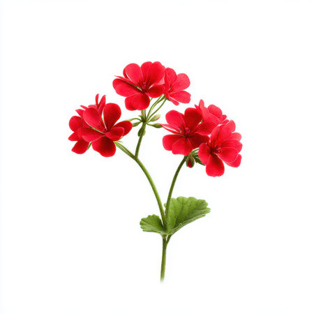 Bright and Vibrant Red Geranium Blossoms Isolated on a Clean White Background for Floral Design Useの素材
