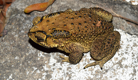toad (back body focused)