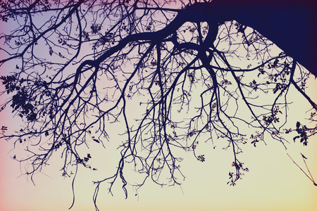 branch (Wilderness retro style)の写真素材