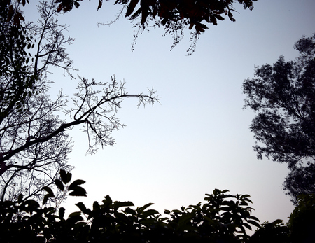 Backlit treetop Black like a picture frameの写真素材