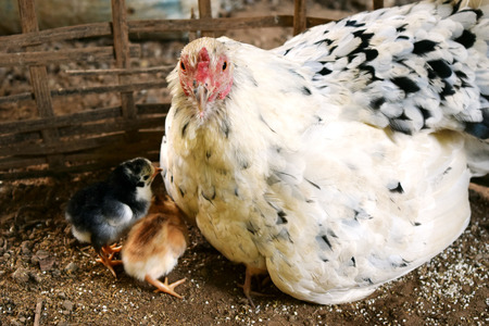 White hens are fed chick brown into pins in the henの写真素材