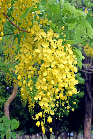 Golden shower tree, beautiful yellow flower name is Ratchaphruekの写真素材