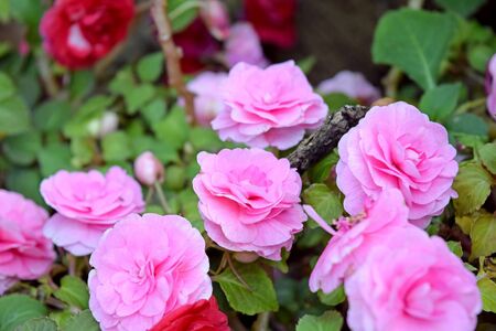 Beautiful fresh Solenia Light Pink Begonia Plant Closeupの写真素材