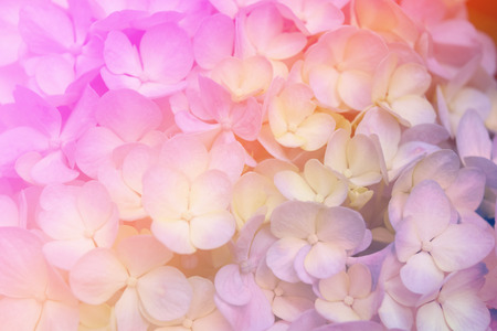 Hydrangea flowers in soft color style for Abstract background.の写真素材
