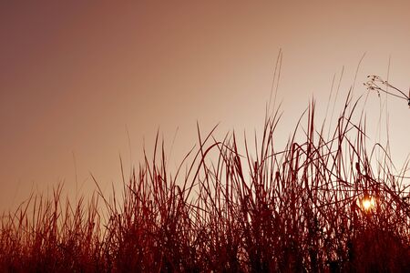 Backlit grass and the sky sun light ,retro styleの写真素材