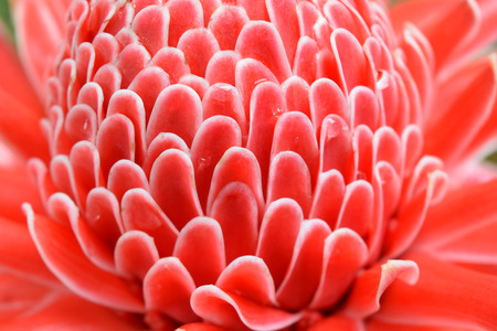 Close up red Torch Ginger flower Blossomの写真素材