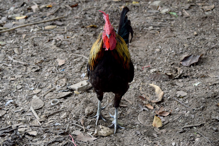 yellow black chicken bantam  -  animal of wildilfe