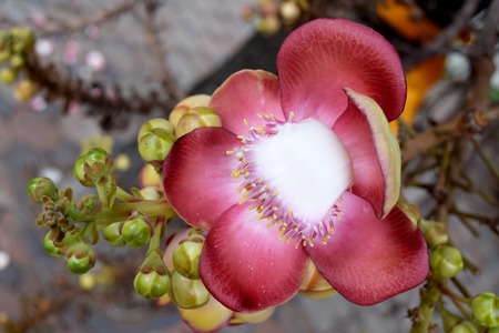 Close up Cannonball flower  Cannonball Tree or Sal Treeの写真素材