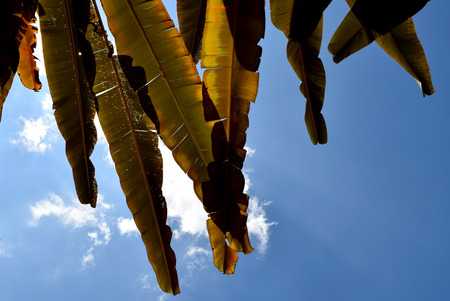 Brown Banana leaf backlit sunlight and skyの写真素材