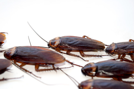 Group walk cockroach isolate on white backgroundの写真素材