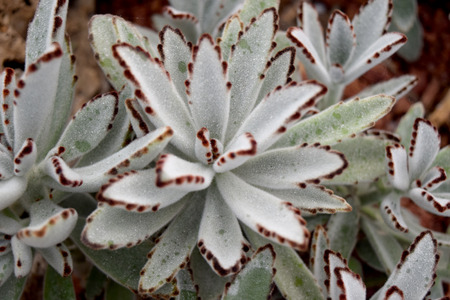 Arid plants - CRASSULACEAE , Kalanchoe tomentosa Bakeの写真素材
