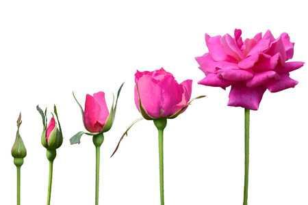 Pink Rose grow 5 time isolate on white backgroundの写真素材