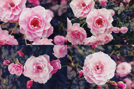 Close up 4 photos Pink Rose  - vintage styleの写真素材