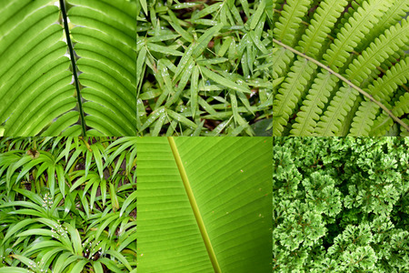 Close up leaves of the tropical plantsの写真素材