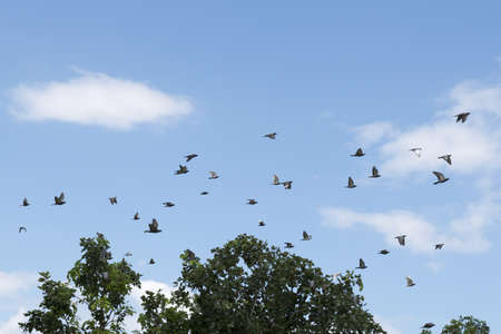 Pigeons were flying in the blue sky.の写真素材