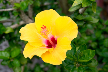 Shoe Flower or Hibiscus or Chinese rose - yellow flowerの写真素材