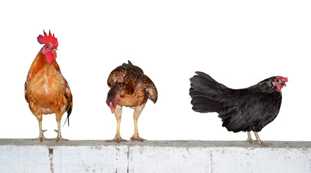 Three chickens on wall isolate on white backgroundの写真素材