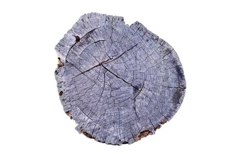 Old Tree annual ring circle wood Die cuttingの写真素材