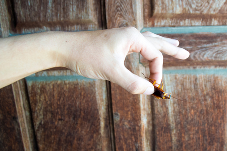 Holding cockroach