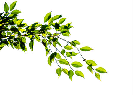 Green branch leaf isolate on white background