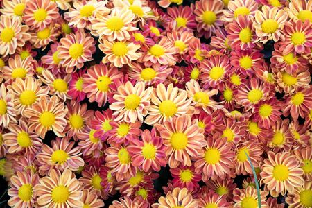 Soft orange Chrysanthemum flowers nature abstract background
