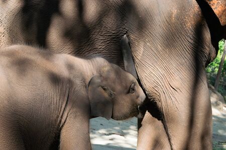 Elephant calf drinking milk of elephant momの写真素材
