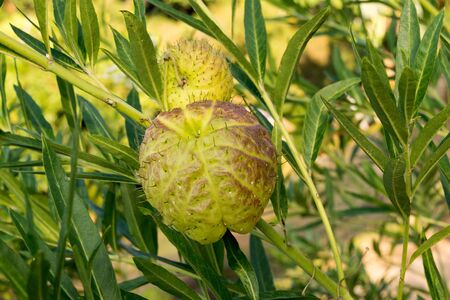 Close up Green Cape gooseberry on tree