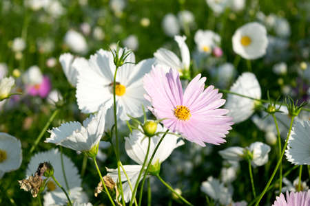 White and pink cosmos flowers nature in park