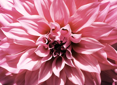Close-up floral pink Dahlia flower vintage  soft color styleの写真素材