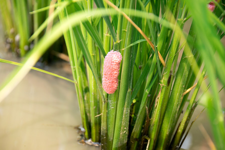 Channeled apple snail egg or Golden Apple Snail egg on cropsの写真素材