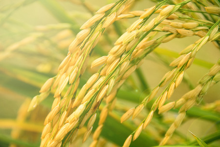 Close up of Yellow paddy rice plant. spike rice field
