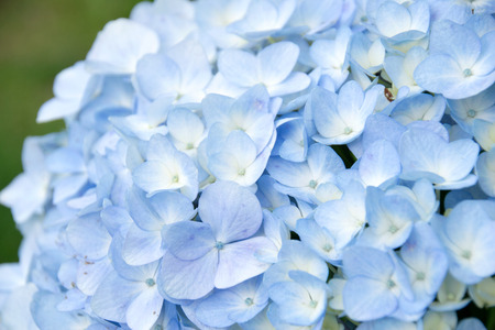 Close-up Purple hydrangea flowers nature background