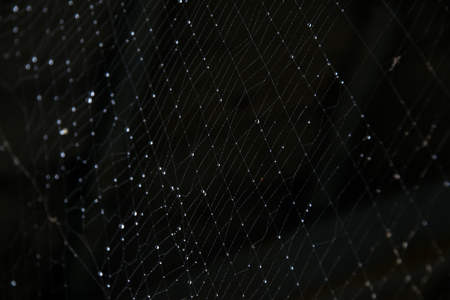 Close up Drop rain on net line spider