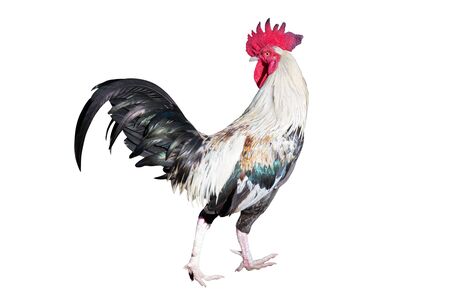 White and black chicken bantam ,Rooster look back isolated on white (Die cutting)の写真素材