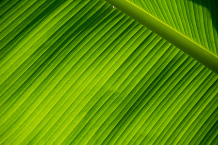 Close up green banana leaf for texture backgroundの写真素材