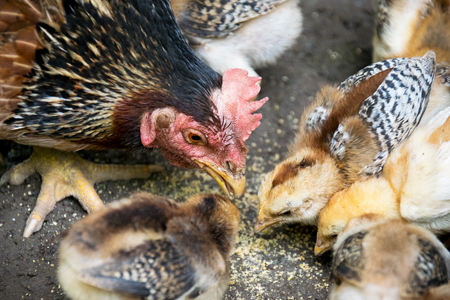 Close up Hen and Baby Chick eatingの写真素材