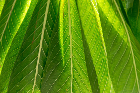 Close up green over leaf for nature texture backgroundの写真素材