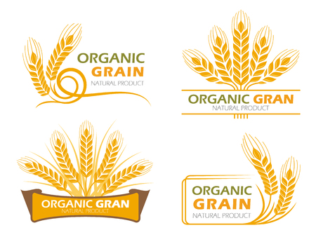 Yellow paddy barley rice organic grain products and healthy food banner sign vector set designのイラスト素材
