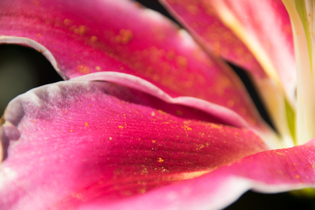Close up pink Lily petals and yellow pollen powderの写真素材