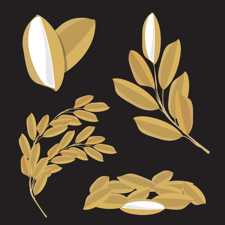 Paddy rice Seed vector nature raw food designのイラスト素材