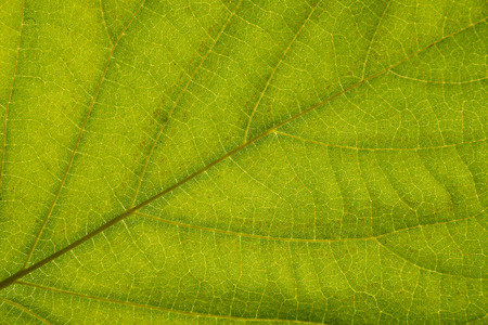 Close up Green leaf detail abstract texture background