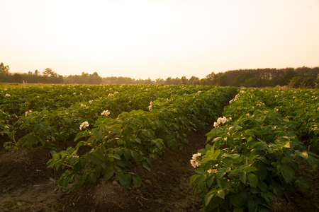 Agricultural - potato fields farm in evening timeの写真素材