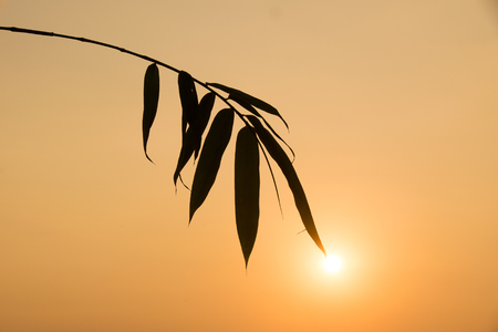 silhouette Bamboo leaf and sunlight in evening timeの写真素材