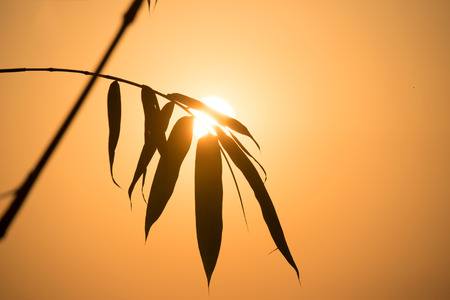silhouette Bamboo leaf and sunlight in evening timeの写真素材