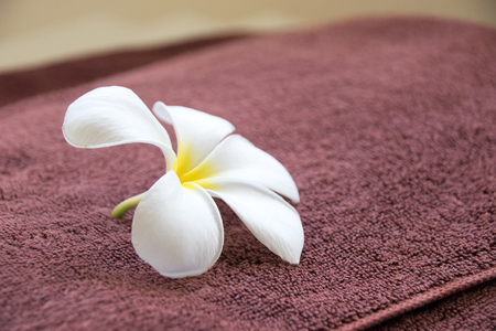 Close up White Frangipani flowers on brown towelの写真素材