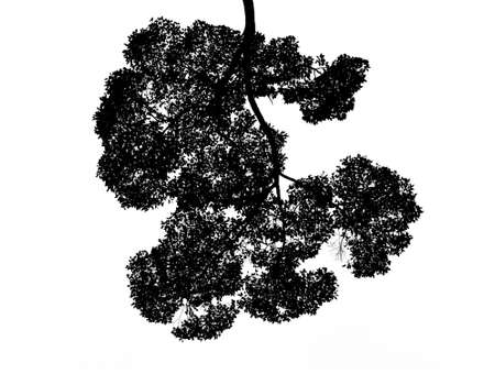 Silhouette leaves Of The Bush isolate on white backgroundの写真素材