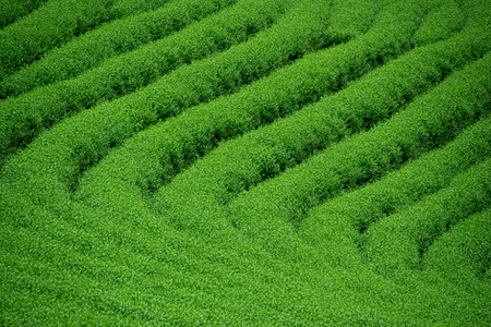 green tea garden farm nature abstract background