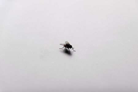 Insect (Flies) - fly on white floor backgroundの写真素材